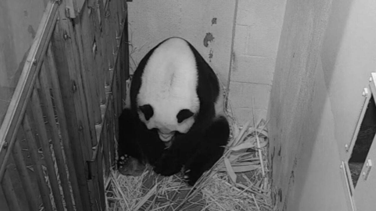 Oh, baby: Giant panda Mei Xiang gives birth at National Zoo, Trending