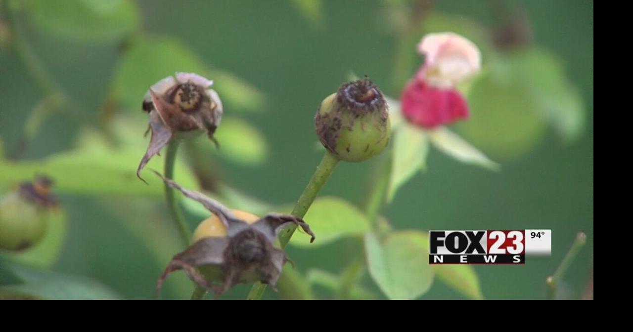 2016 Evening of Wine and Roses canceled at Tulsa Rose Garden News