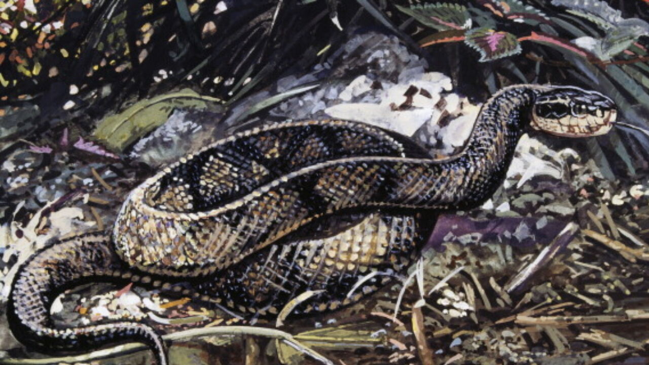 Venomous snakes in New Jersey (Actual snakes, not politicians)