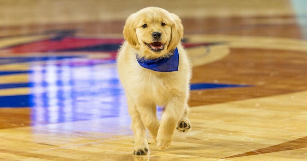 University of Tulsa introduces Goldie III as newest mascot
