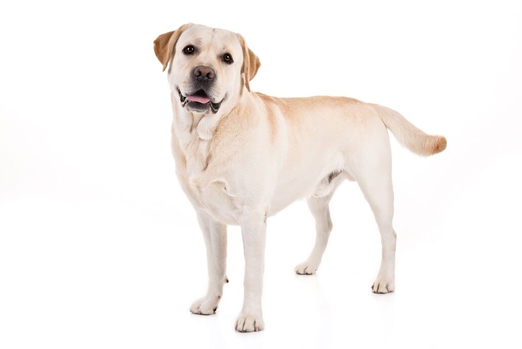 AKC rankings Labrador retrievers take top spot as most popular