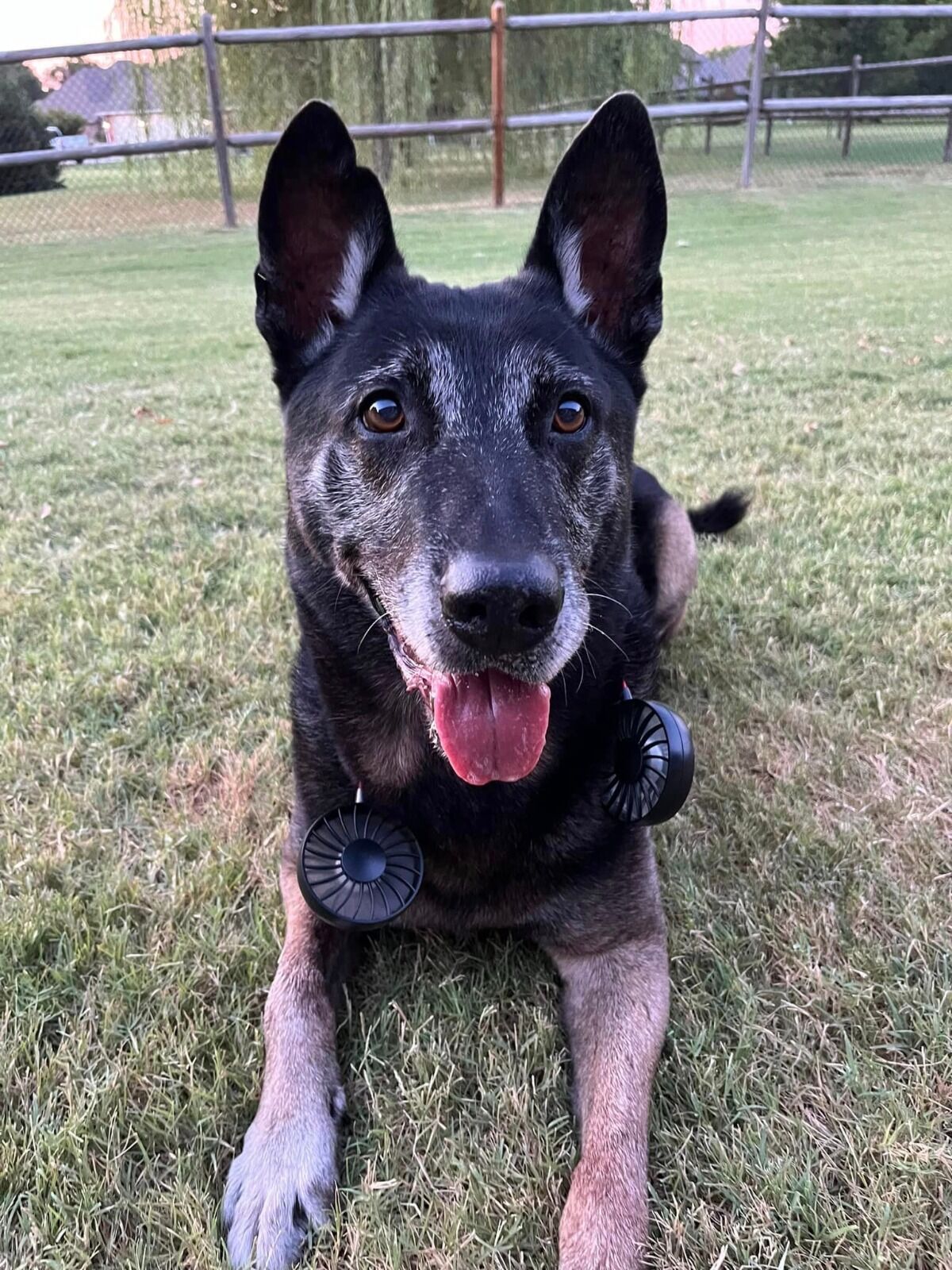 Photos: TPD Mourns The Loss Of K9 Officer Riggs | | Fox23.com