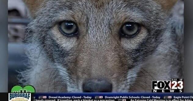 Wild OK: Coyotes crucial to help curb deadly disease