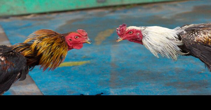 Nearly 150 Roosters Euthanized After Cockfighting Ring Raided In California Trending 