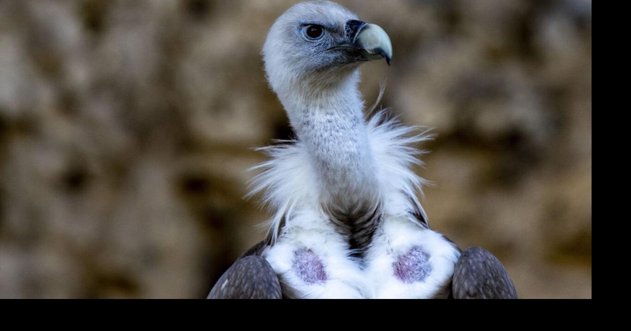 Police investigating death of endangered vulture at Dallas Zoo