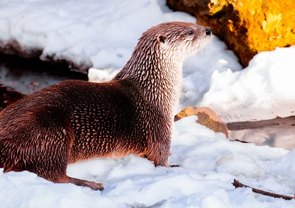 Otter Tail & Bullterranerまとめ売り Otter plushie going on sale for Tulsa Zoo ADOPT program | News
