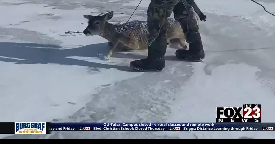 Oklahoma wildlife, Tulsa Zoo animals shelter from dangerous cold