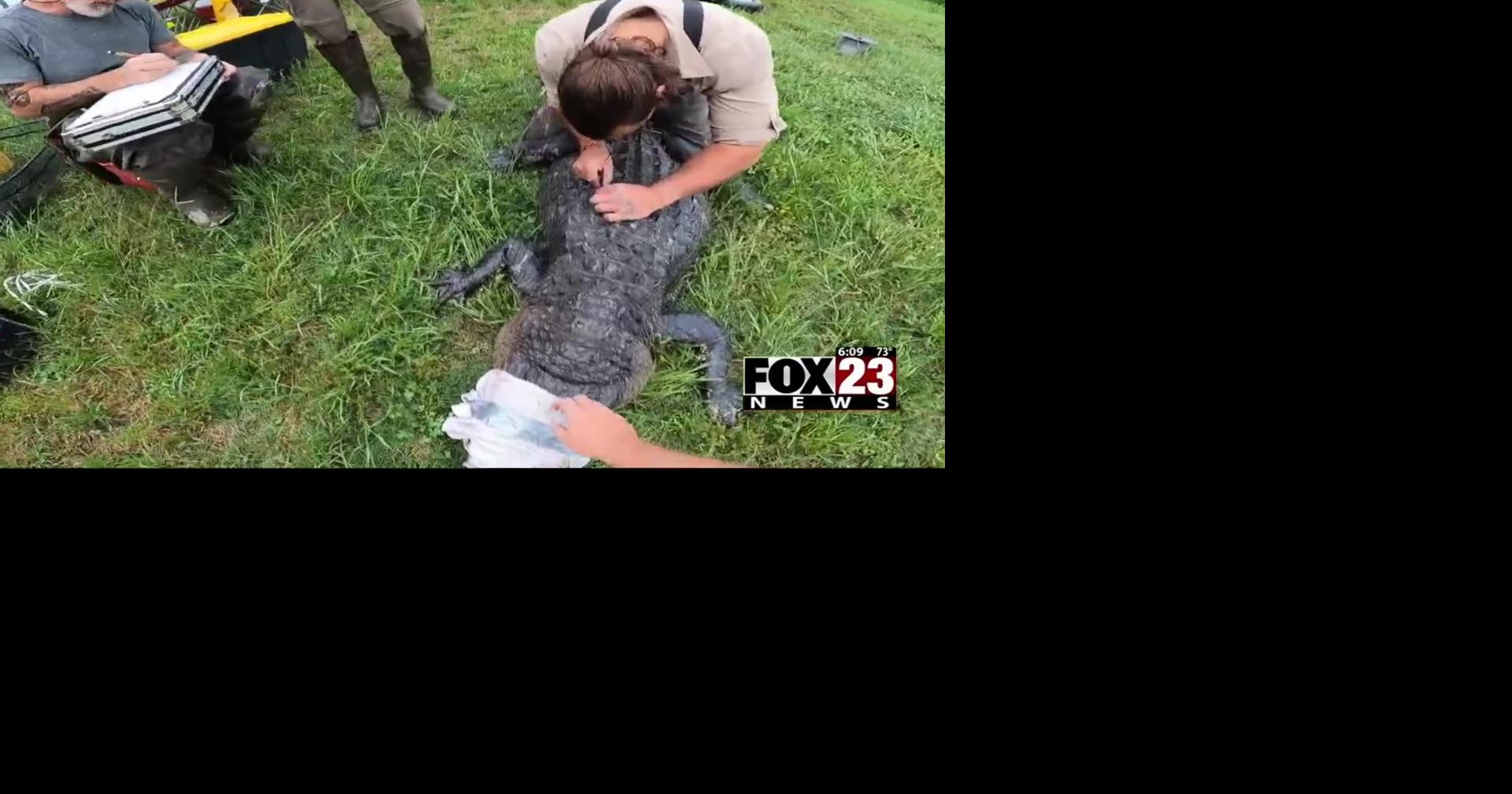 Research team studies Alligators native to Southeastern Oklahoma News