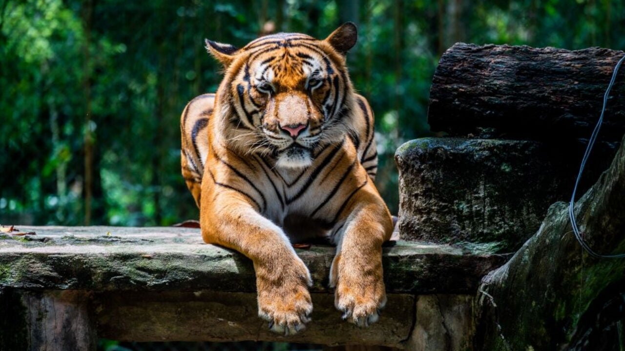 OMG tiger babies! Milwaukee Zoo announces birth of three Siberian cubs