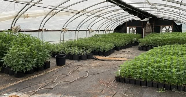 大麻捌隊 OBN, OCSO seize 12,899 marijuana plants during search warrant of