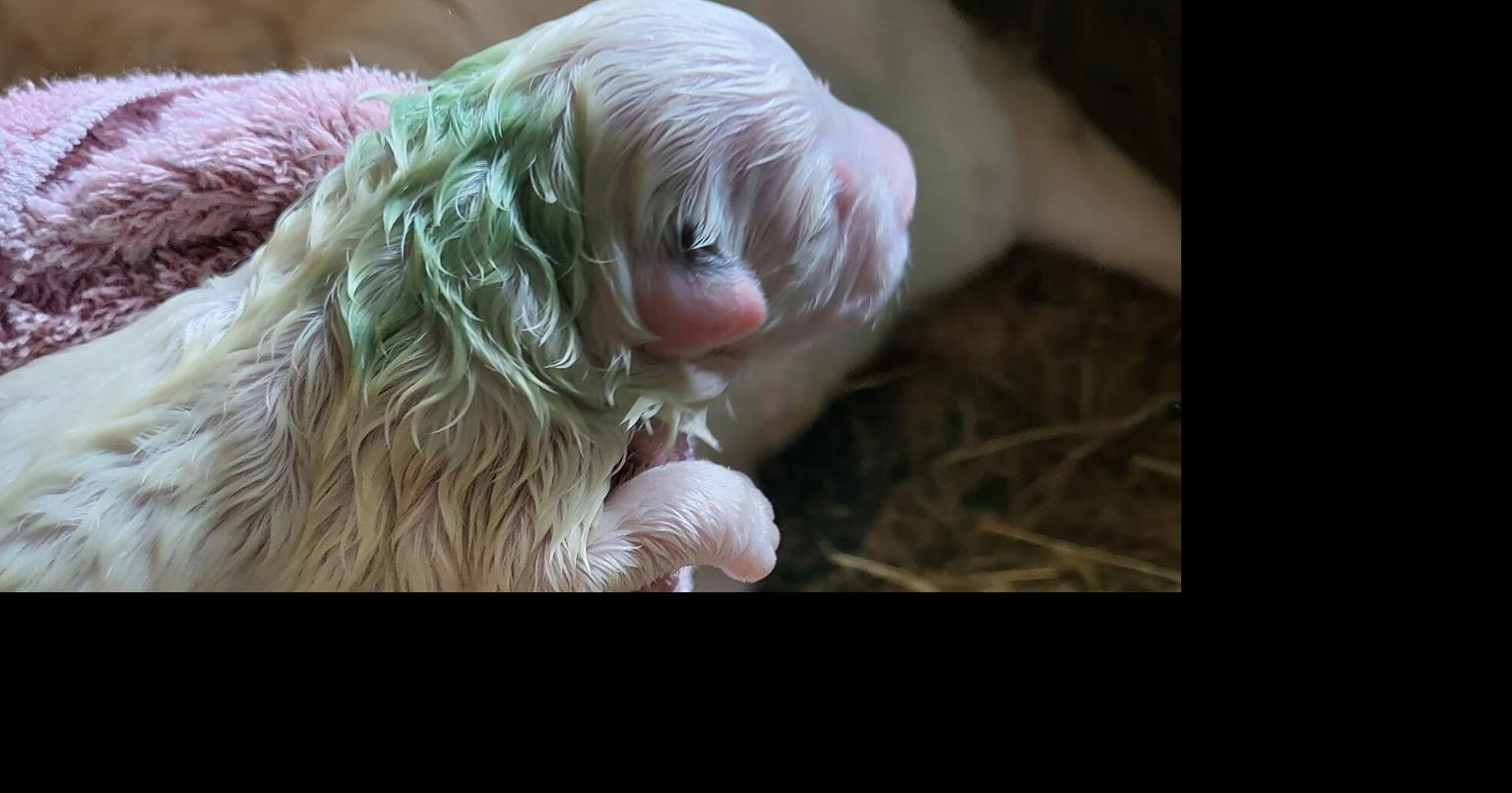 Seeing green Puppy born with green fur Trending