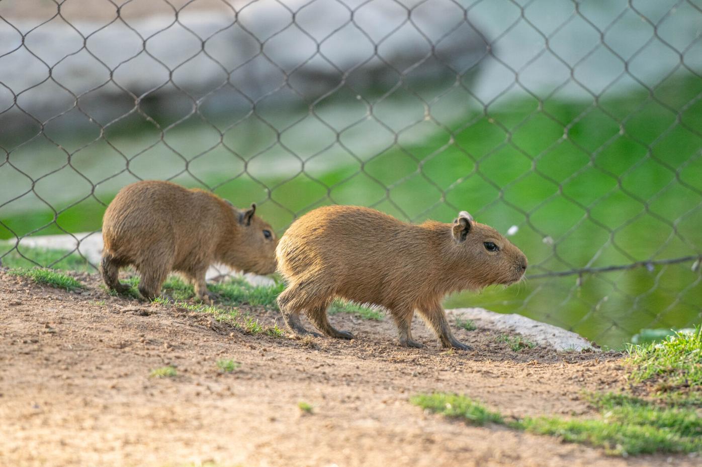Houston Zoo's baby boom continues with new capybara pups