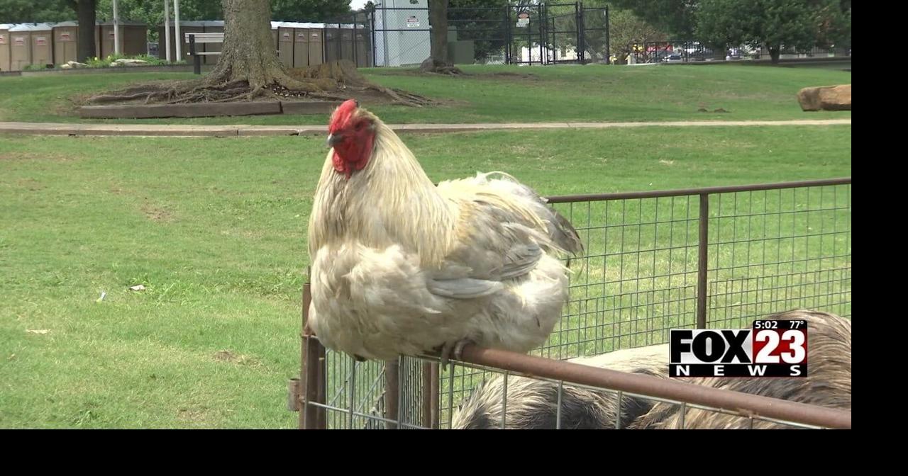 Broken Arrow Rooster Days