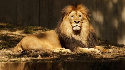 Luke the lion dies at the Smithsonian's National Zoo in Washington |  Trending 