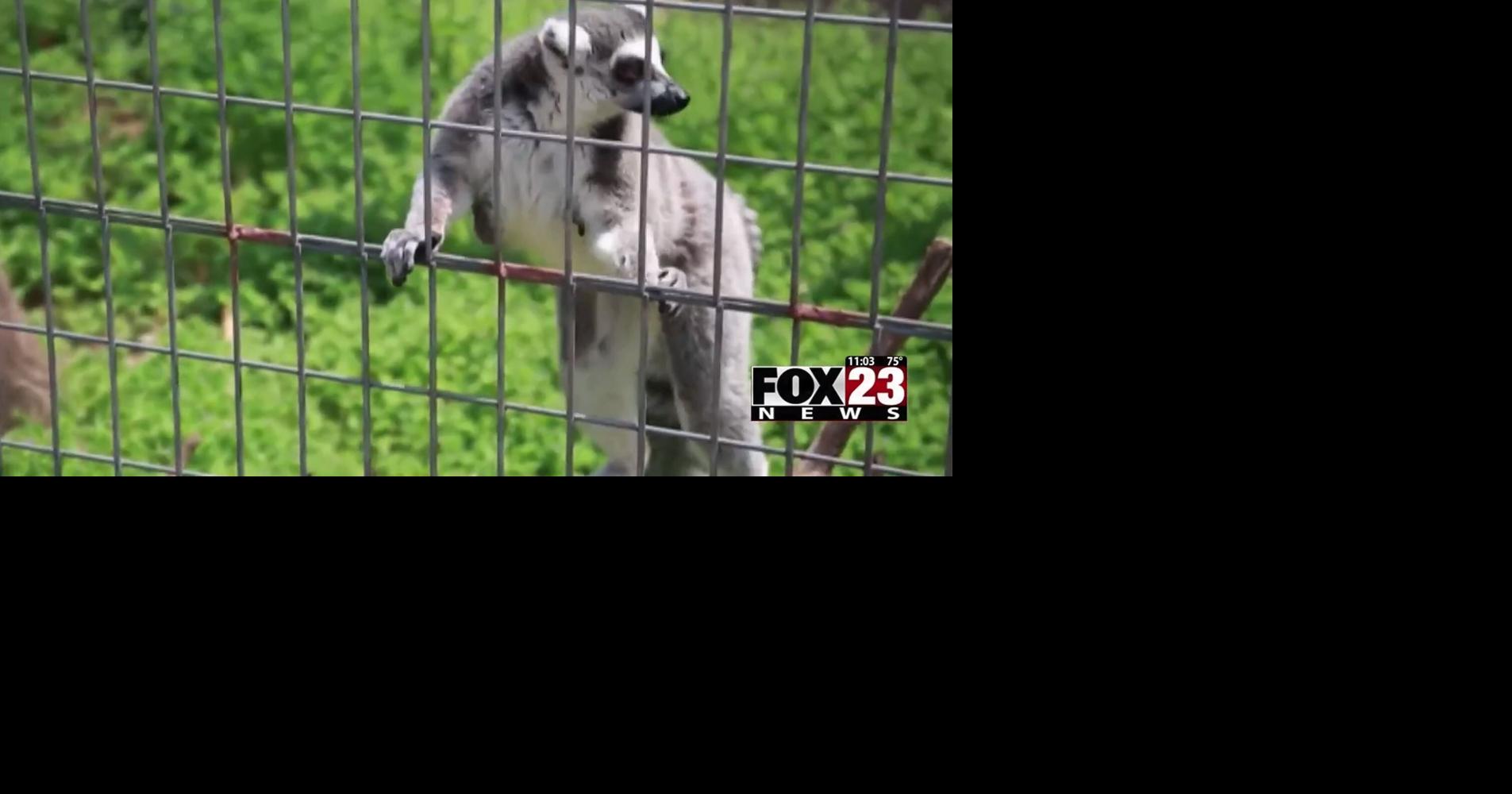 Stillwater animal park under investigation after child injured by lemur