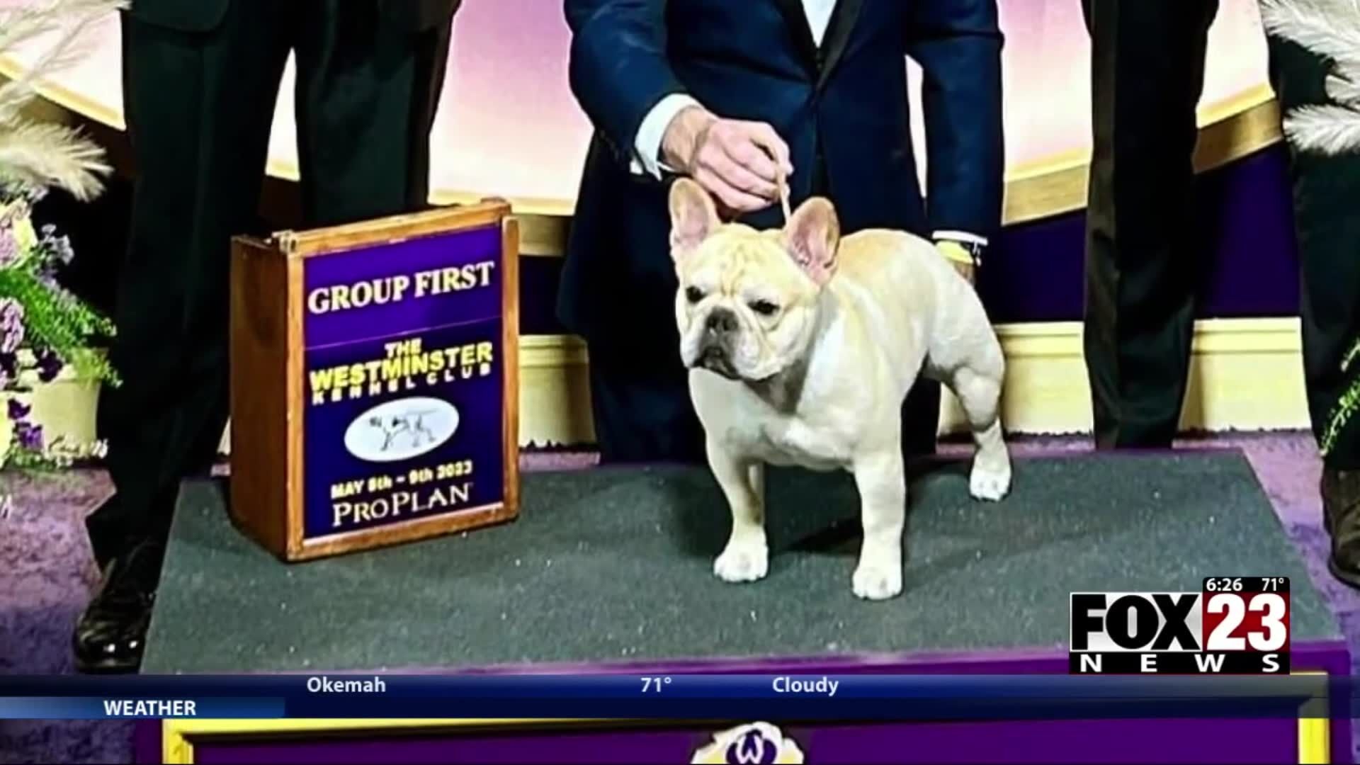 French bulldog show sales 2018