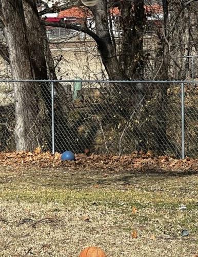 South Tulsa puppy survives coyote attack in broad daylight | News