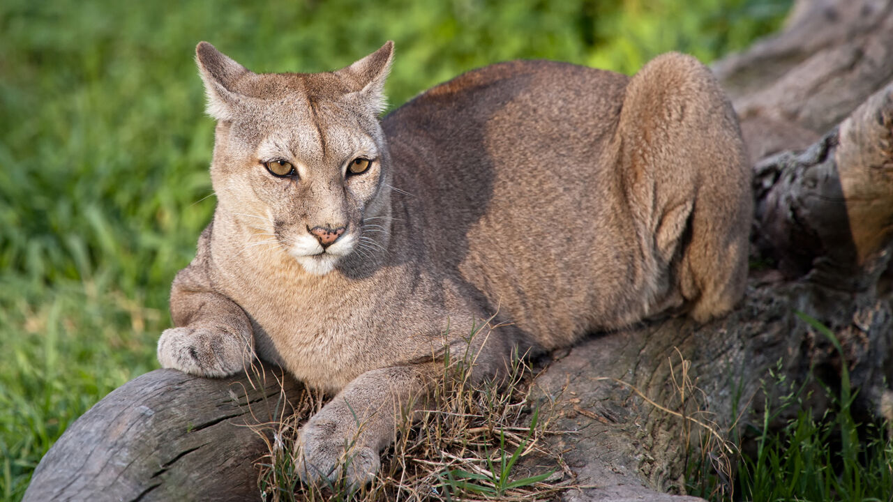 Endangered New Jersey: Is That a Mountain Lion I See Wandering New Jersey?