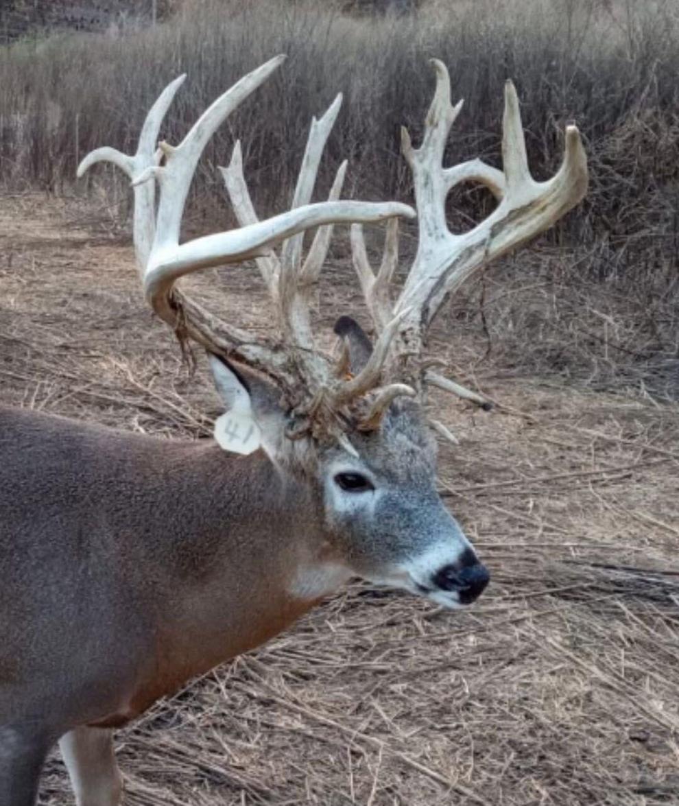 Oklahoma Game Wardens seeking answers after buck was shot, taken from a