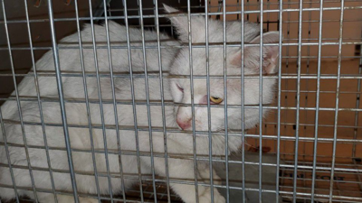 Cat missing for 36 hours top