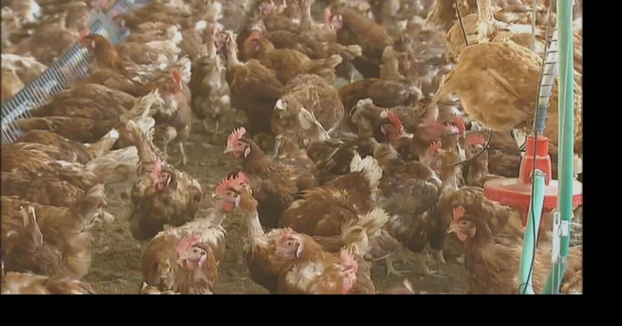 Oklahoma Attorney General accuses state governor of misinformation on poultry pollution judgement