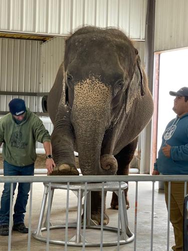 Photos: Endangered Ark Foundation's Elephant Sanctuary | | fox23.com