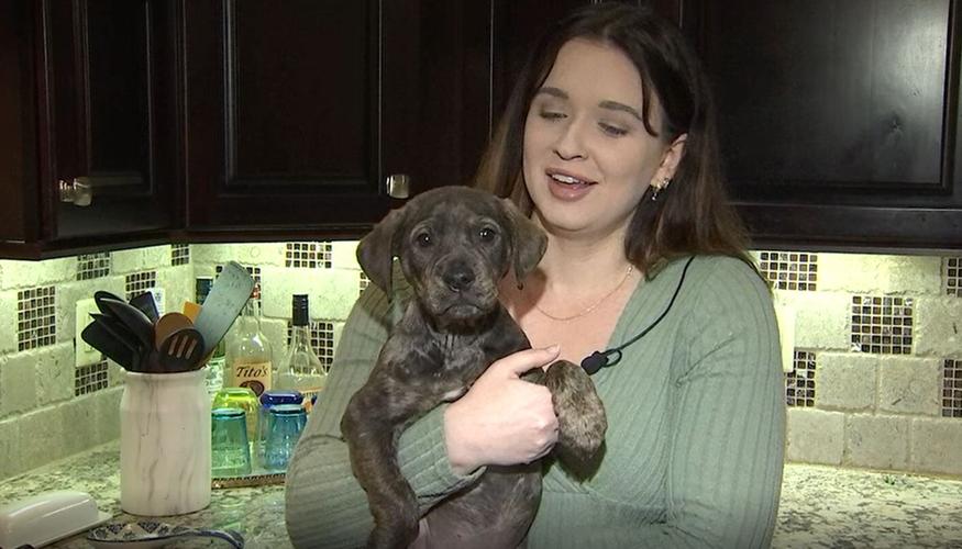 South Tulsa puppy survives coyote attack in broad daylight
