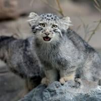 'Grumpy' Pallas kittens on display at Japan zoo AFP Jul 27, 2026 Jul 27, 2026 Updated 28 mins ago