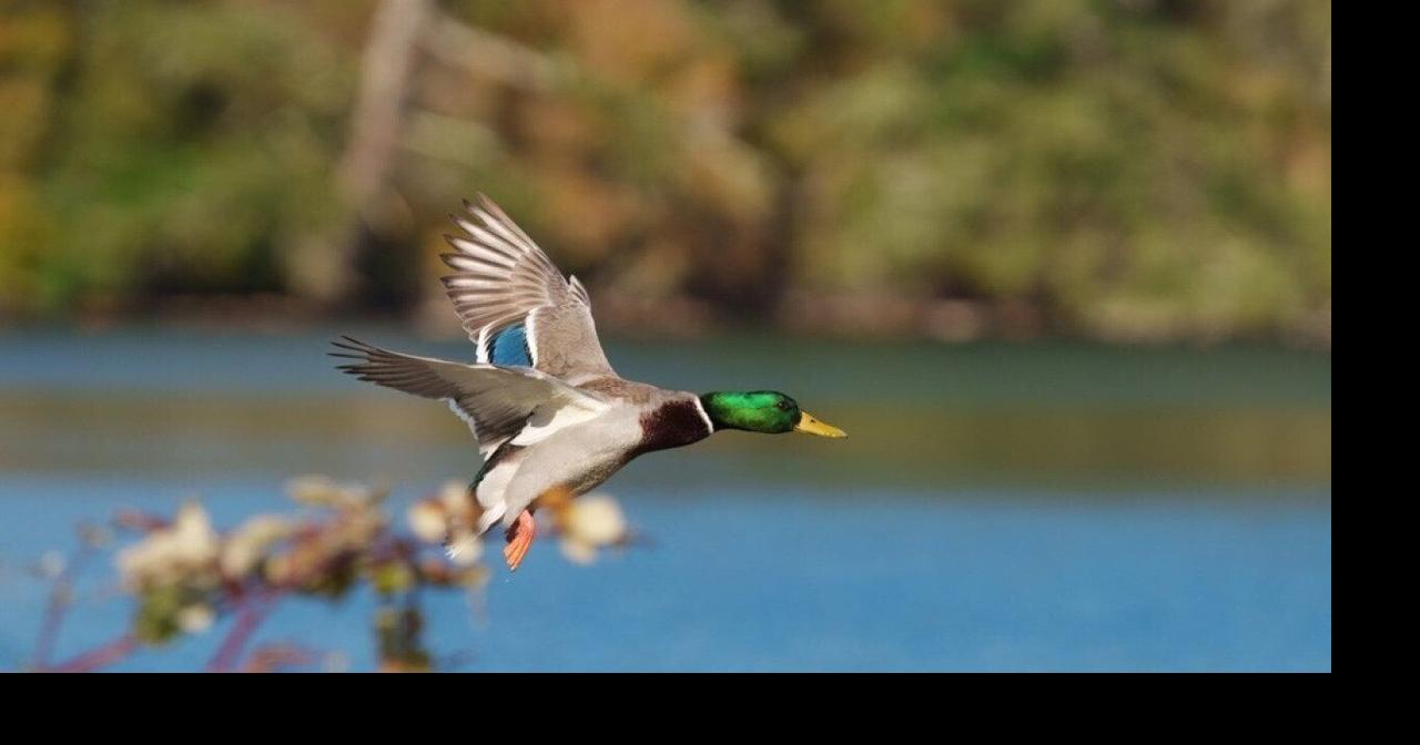 Most commonly hunted migratory birds in Nevada
