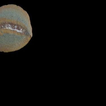 Fossils challenge assumptions on how animals adapted to land Maggy DONALDSON Jun 18, 2026 Jun 18, 2026 Updated 6 mins ago