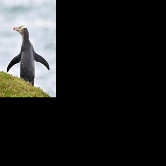 New Zealand blocks lawsuits against firms over climate harm Ben STRANG Aug 18, 2026 Aug 18, 2026 Updated 6 mins ago