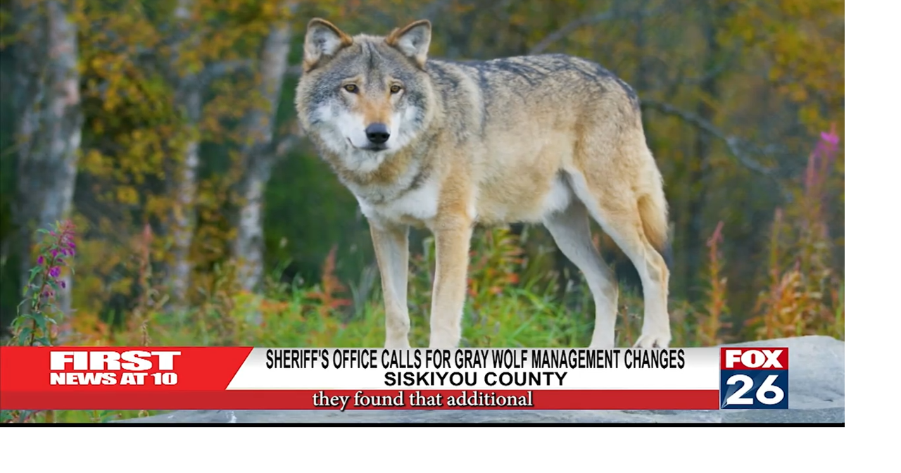 Sherriff's Office Calls For Grey Wolf Management Changes | Local ...