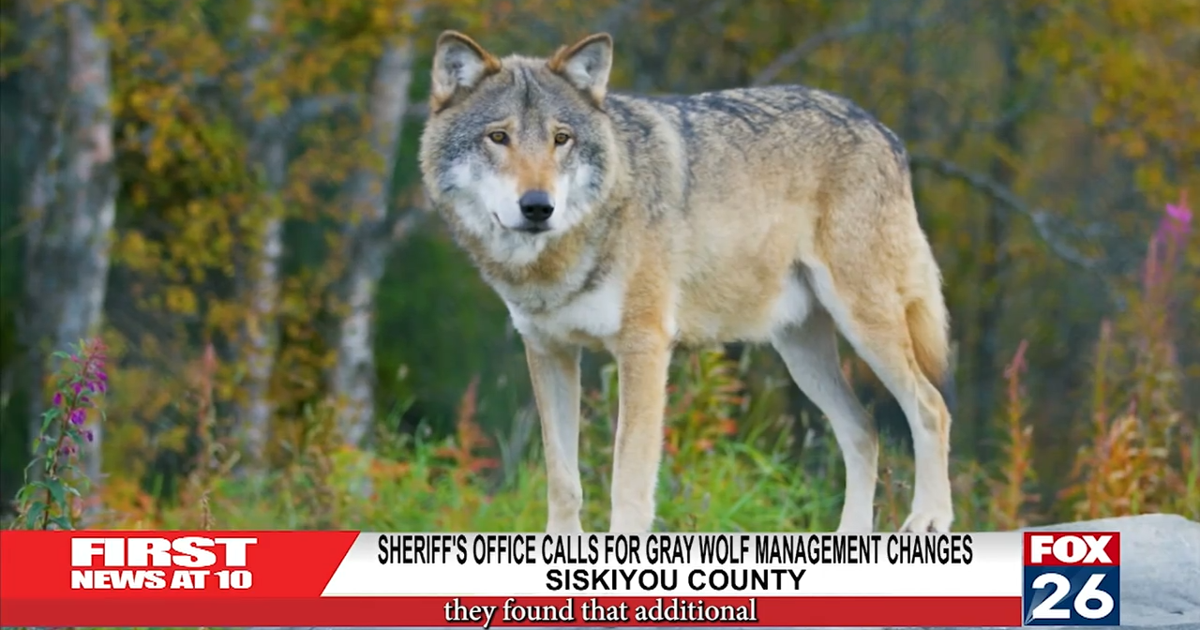 Medford Wolves Sherriff's Office Calls For Grey Wolf Management Changes | Local ...