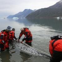 How narwhal 'scientists' track Arctic warming Issam AHMED Aug 26, 2026 Aug 26, 2026 Updated 16 mins ago