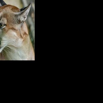 Where mountain lions roam, fewer deer in the headlights Issam AHMED Aug 5, 2026 Aug 5, 2026 Updated 1 min ago