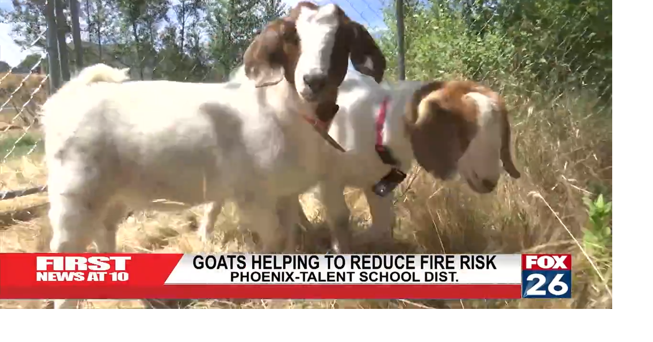 Goats Help Reduce Fire Risk | News | fox26medford.com