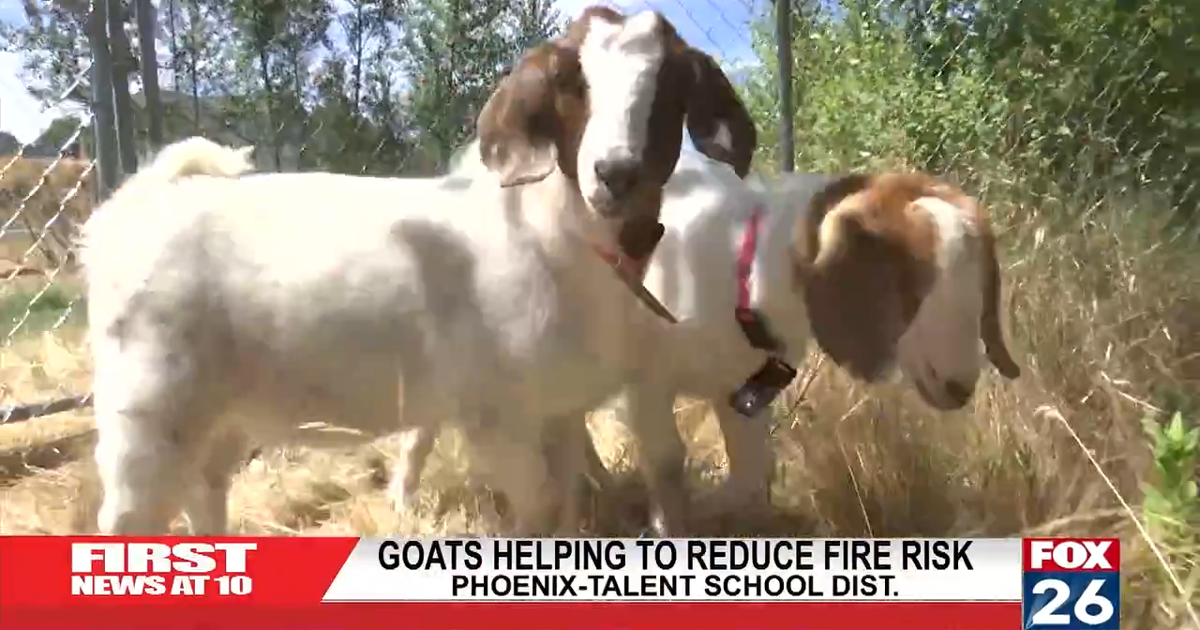 Goat Handling Risk Goats Help Reduce Fire Risk | News | fox26medford.com