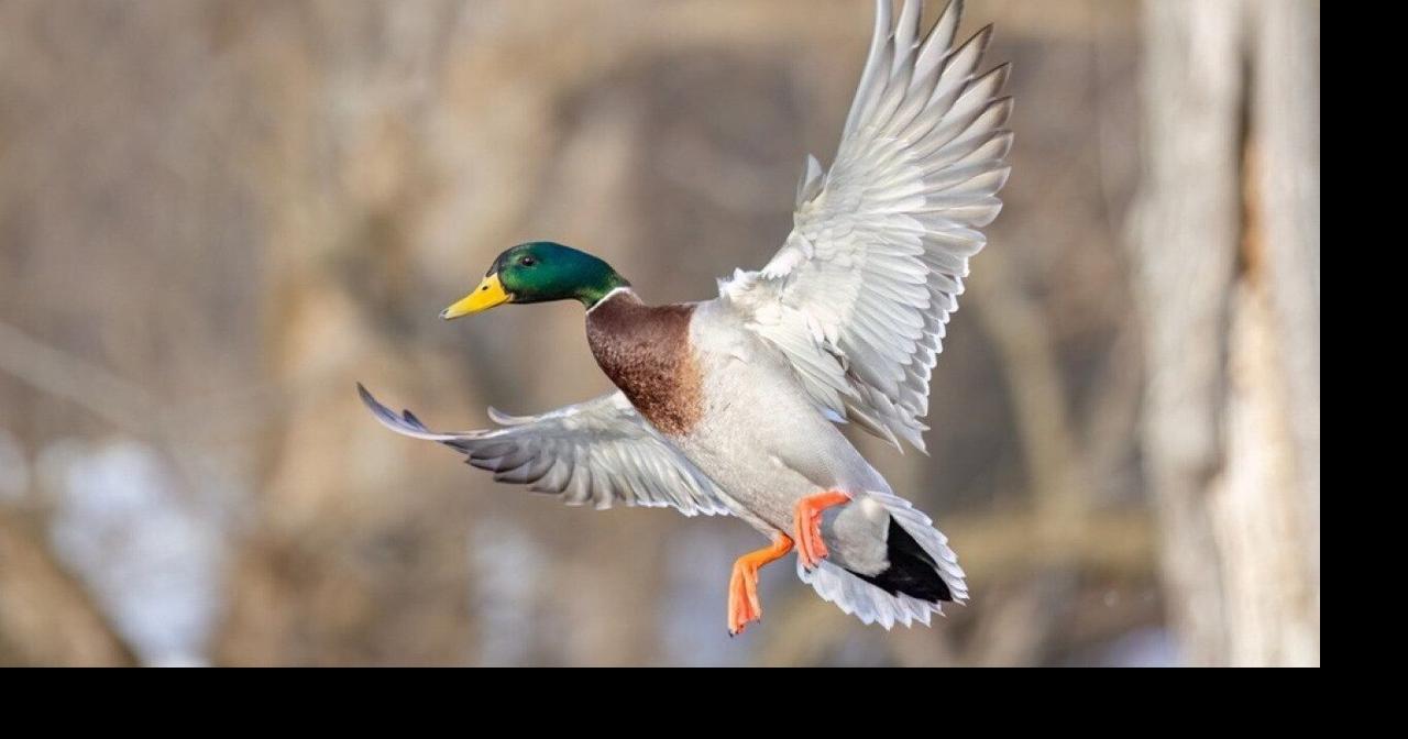 Most commonly hunted migratory birds in California