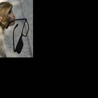 No monkey business: India 'whisperers' guard world championships Faisal KAMAL Aug 15, 2026 Aug 15, 2026 Updated 8 mins ago