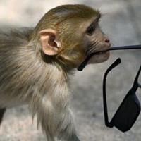 No monkey business: India 'whisperers' guard world championships Faisal KAMAL Aug 15, 2026 Aug 15, 2026 Updated 8 mins ago