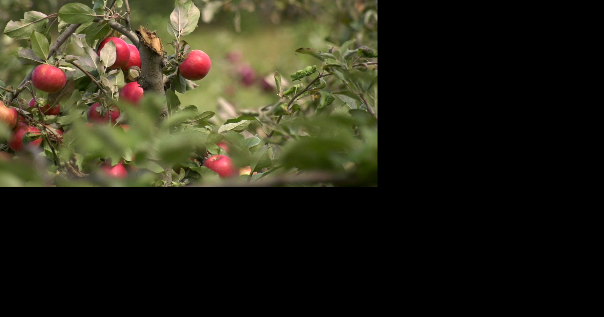Orrington orchard ready to welcome guests, says crops are thriving despite drought