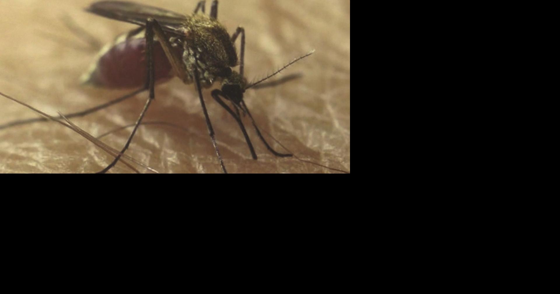 West Nile Virus found in three more Maine counties | Local News