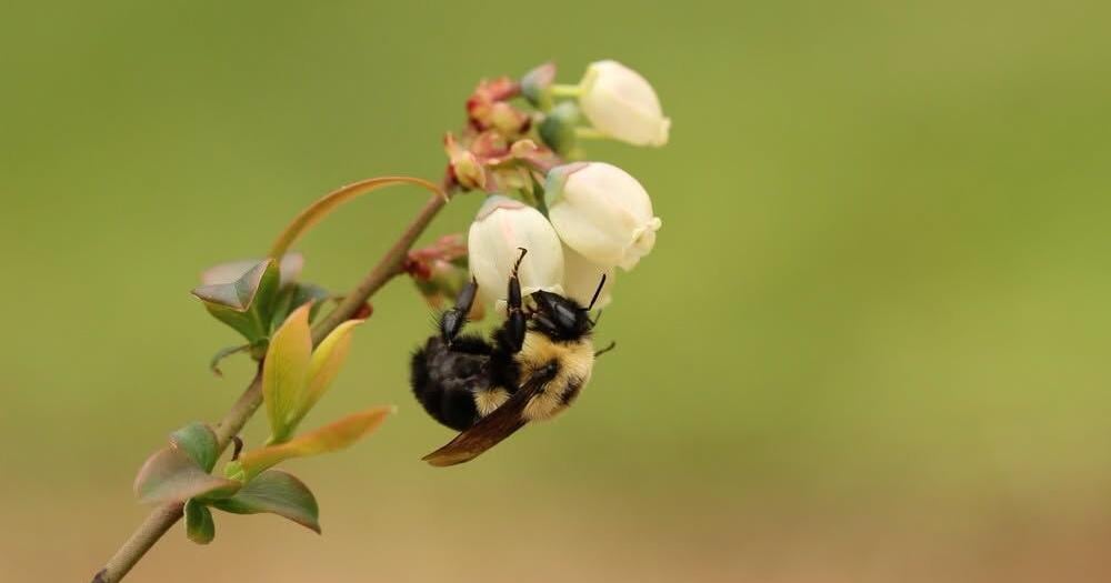 MDIFW highlights pollinator week, how to be pollinator-friendly