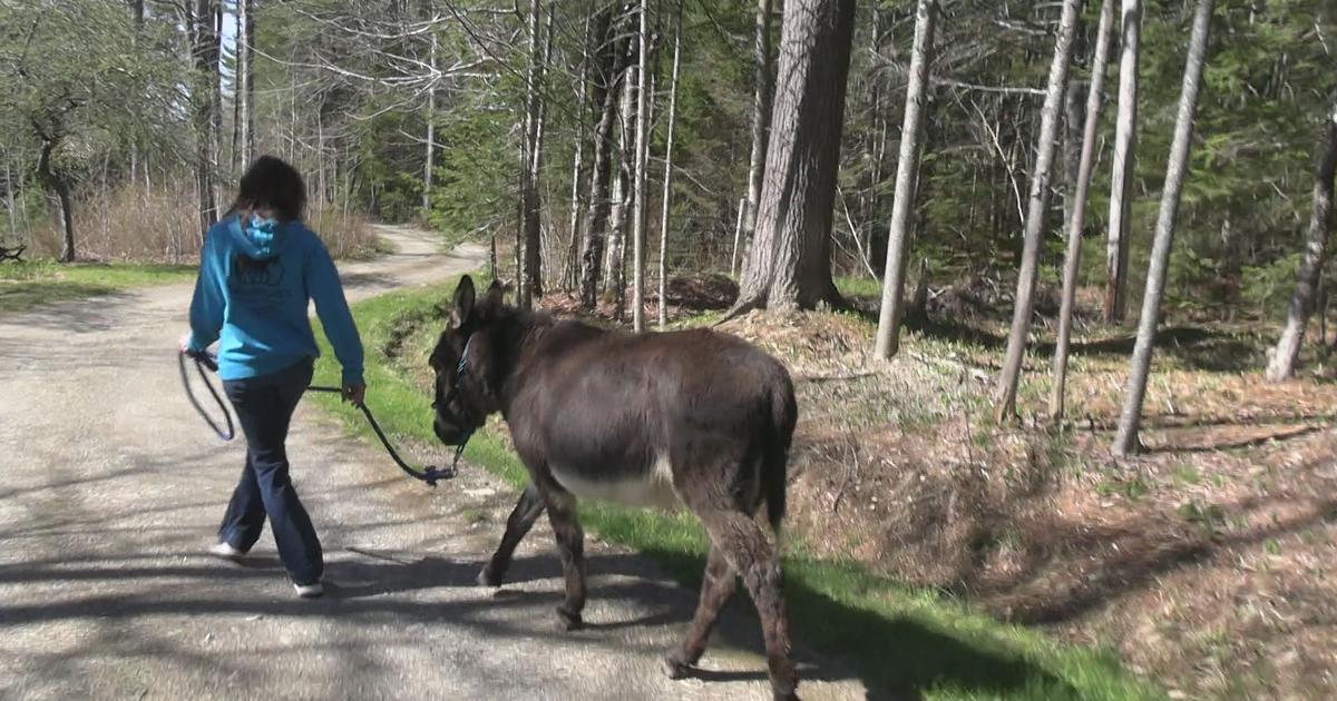 Donkey Rambling Strolling on a Downeast Donkey Walk | Features | foxbangor.com