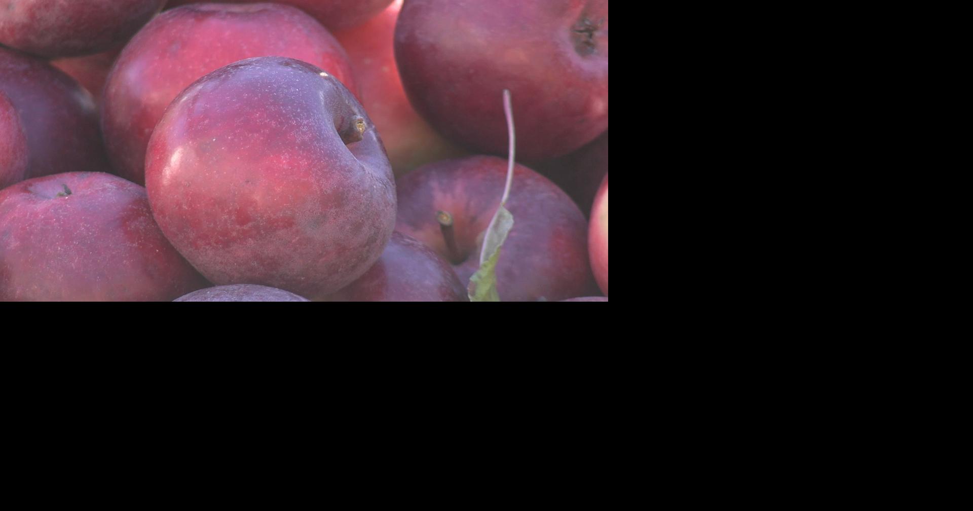 Great Maine Apple Day celebrates the state's longtime apple-growing tradition Oct 25, 2026 Oct 25, 2026 Updated 10 mins ago