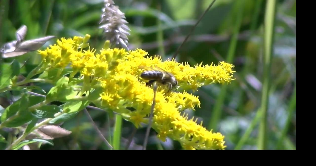 Fields Pond Audubon Center's 8th Annual Butterfly Festival