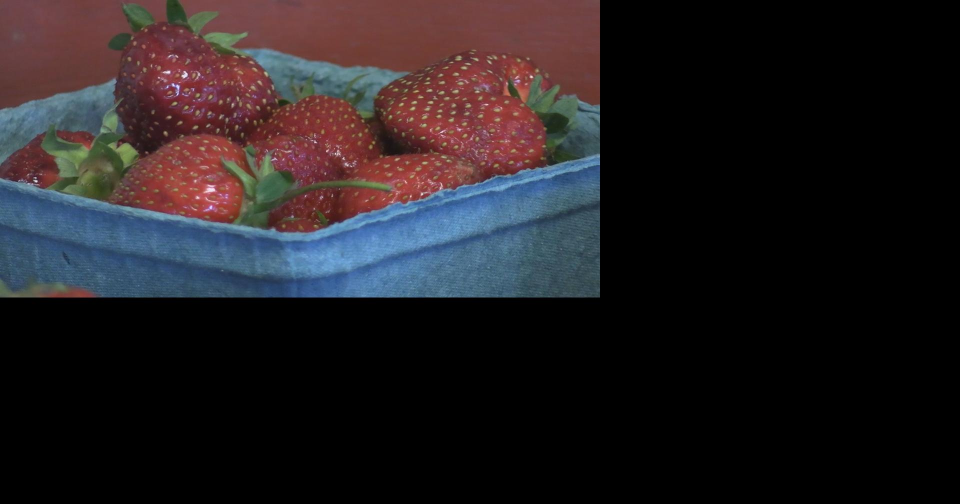 Extreme weather creates mixed strawberry season for central Maine growers
