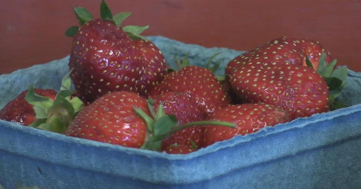 Extreme weather creates mixed strawberry season for central Maine growers