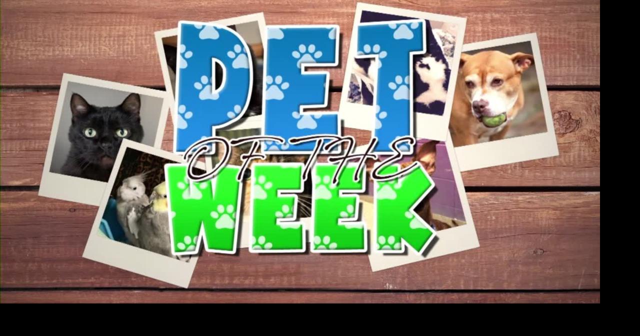 Pet of the week | Features | foxbangor.com