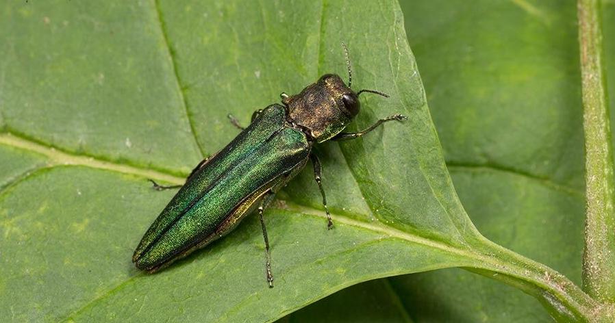 Emerald Ash Borer quarantine remains in effect